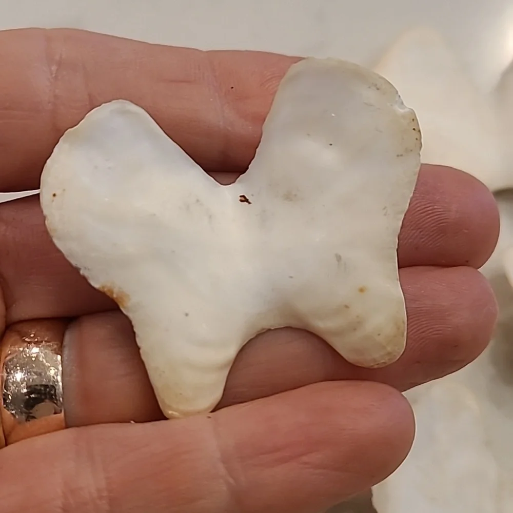 Butterfly 🦋 Shaped Craft Shells